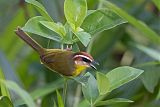 Rufous-capped Warbler